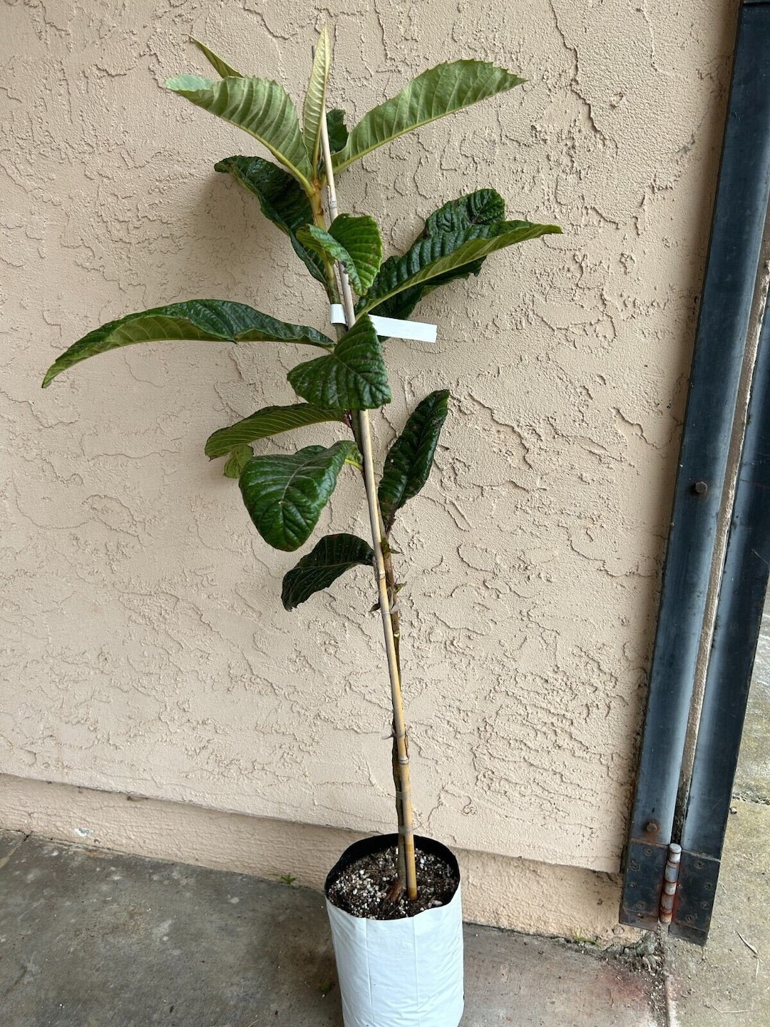 34 Feet Tall 'gold Nugget' Loquat Fruit Tree Thick Trunk, Delicious Etsy