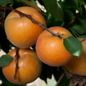 May include: Close-up of three ripe apricots hanging from a tree branch. The apricots are a vibrant orange color and have a smooth, slightly fuzzy skin.