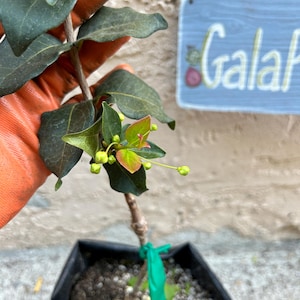 May include: A small potted plant with dark green leaves and small yellow buds. The plant is held by a person wearing orange gloves. A light blue sign with the word "Galaf" is in the background.