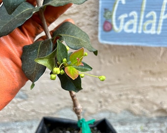 RARE 'Eugenia Smithii' Grafted Surinam Chery Fruit Tree - Largest, Best Tasting Surinam Cherry!