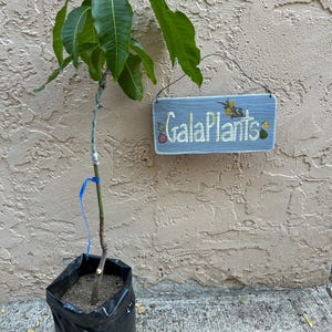 May include: A young mango tree in a black plastic pot, with a blue ribbon tied around its stem. The tree has vibrant green leaves and a slender, light brown trunk.  Beside it is a light blue rectangular sign that reads 'GalaPlants' in a stylized, light-colored font. The sign features small painted fruit illustrations.