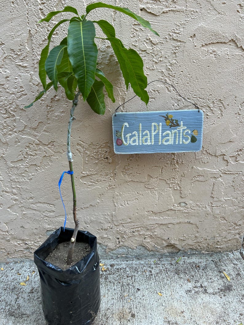 May include: A young mango tree in a black plastic pot, with a blue ribbon tied around its stem. The tree has vibrant green leaves and a slender, light brown trunk.  Beside it is a light blue rectangular sign that reads 'GalaPlants' in a stylized, light-colored font. The sign features small painted fruit illustrations.