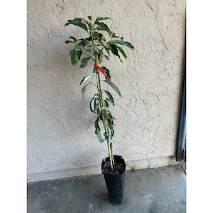 May include: A young avocado tree in a black plastic pot. The tree has green leaves and is supported by a bamboo stake, secured with red and green ties. The background is a textured, light-colored wall.
