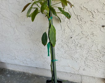 Grafted 'Carmen Hass' Avocado Fruit Tree 2-3 Feet Tall - Fruits 2 Months Earlier Than Hass!