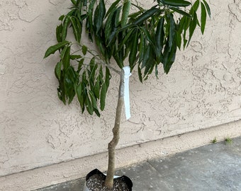 RARE Grafted 'McDill' White Sapote Tree - Delicious Variety, Dwarfing Habit, Huge Fruit