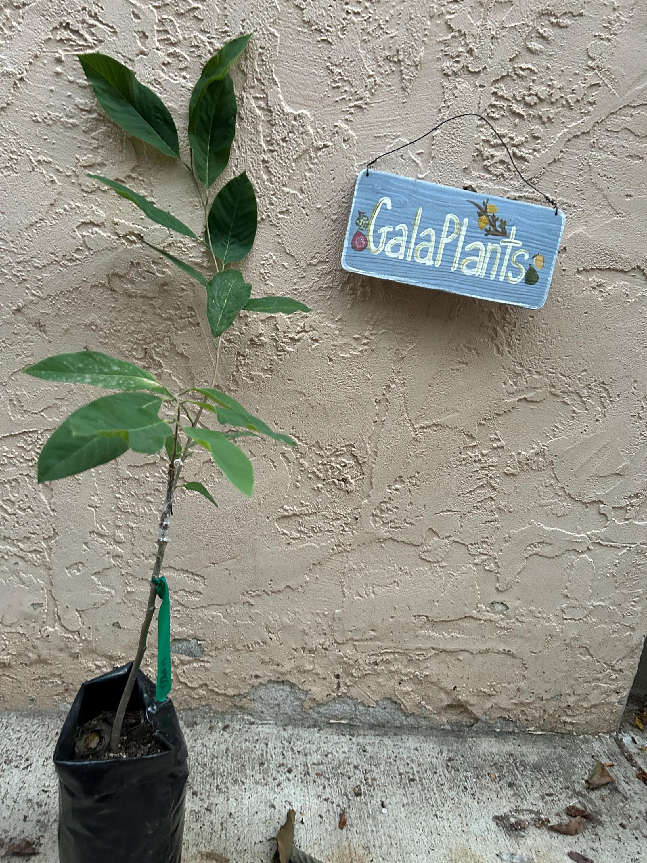 ゆ*ん様 ラスト プロテア Australis Ruby 常緑樹 5号鉢 Very Rare 'hawaiian Pink's Mammoth' Grafted Atemoya- Very Rare