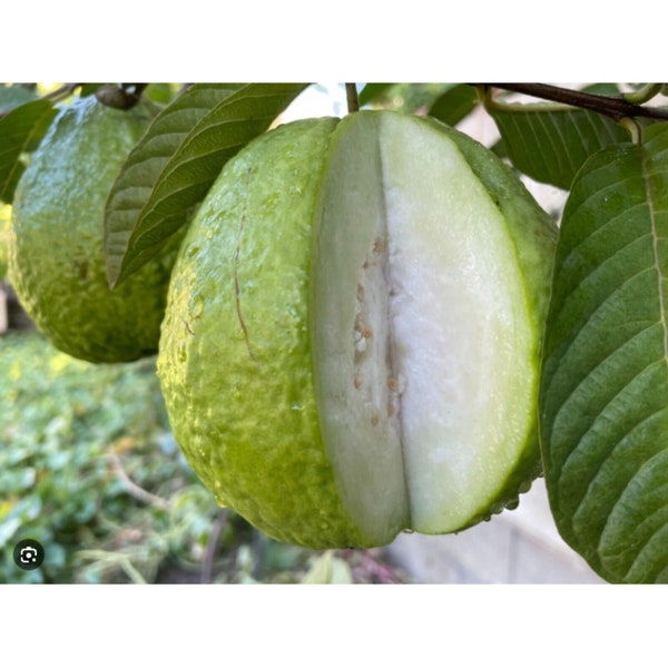 Tall Guava Fruit Tree - Cultivar: 'Bangkok White' - Huge Guava Fruit!