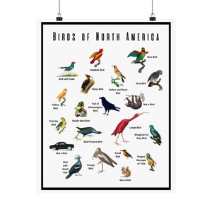 Póster mate divertido de observación de aves, imágenes de observación de aves, impresión artística colorida y divertida para decoración del hogar, no es un pájaro real