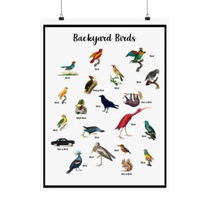 Funny Birder Matte Poster Birding Pictures Colorful Funny Birds Art Print for Home Decor