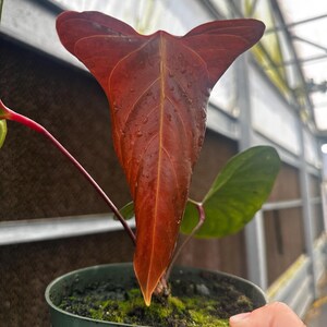 Debilis Anthurium - Etsy