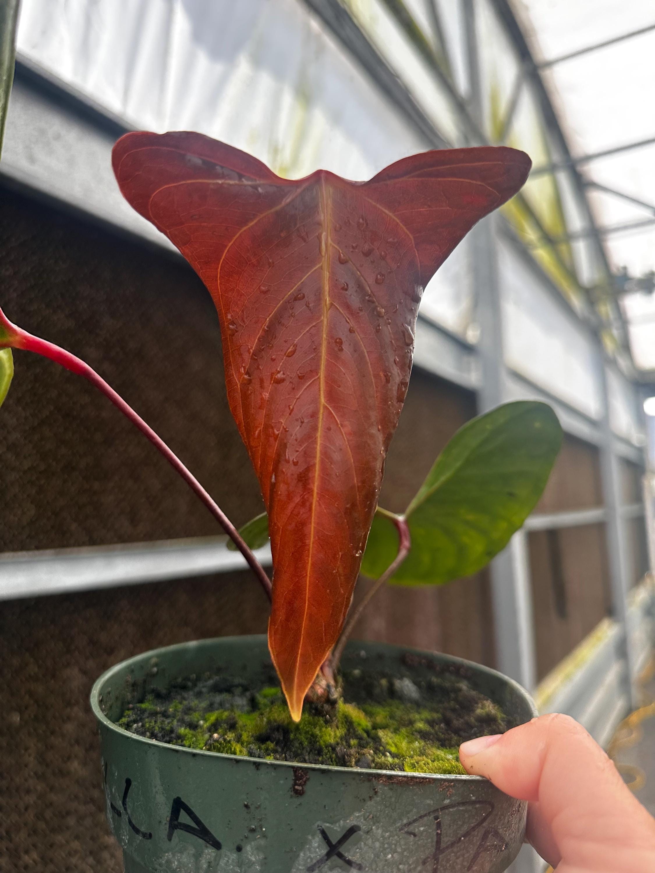 Subsignatum Anthurium - Etsy