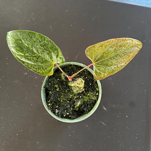 Anthurium Portillae Dorito - Etsy