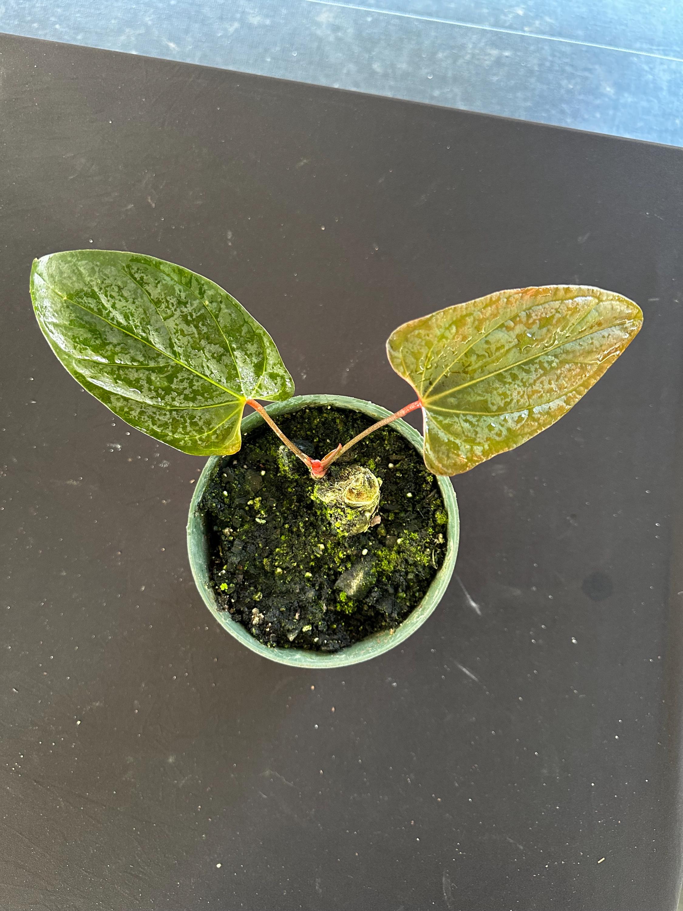 Anthurium Portillae Dorito - Etsy