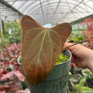 g*き様 アンスリウム　Portillae (Dorito) Scott × s Anthurium Portillae Dorito - Etsy