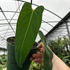 Anthurium x Demon Mama ( nov sp. 'DF' x warocq 'Jolly Green Giant’)  4inch pot Exact Plant Rare Aroid US Seller