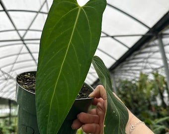 Anthurium x Demon Mama ( nov sp. 'DF' x warocq 'Jolly Green Giant’)  4inch pot Exact Plant Rare Aroid US Seller