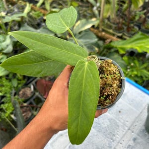 Anthurium Panamense 4inch pot Exact Plant Rare Anthurium Hard to find Aroid US Seller