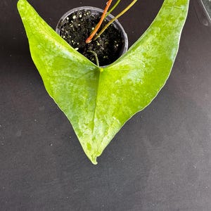 plant fiddle leaf fig Fiddle Leaf Fig