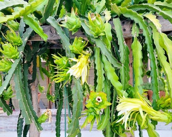 Dragonfruit cuttings