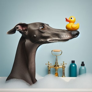 Whippet or Greyhound art print. Ideal gift for dog lover. Whippet wall art. Greyhound art. Picture of greyhound. Sighthound print