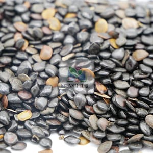 May include: A close-up shot of a collection of black seeds, interspersed with a few tan ones. The seeds are oval and shiny. The image features the text "SUNNAHCURE" within a white box.