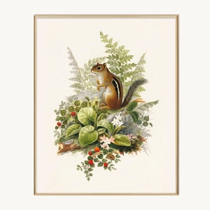 Chipmunk by Olive E Whitney  | Vintage Animal Art | Printable Wall Art | Digital Download | Vintage Printables