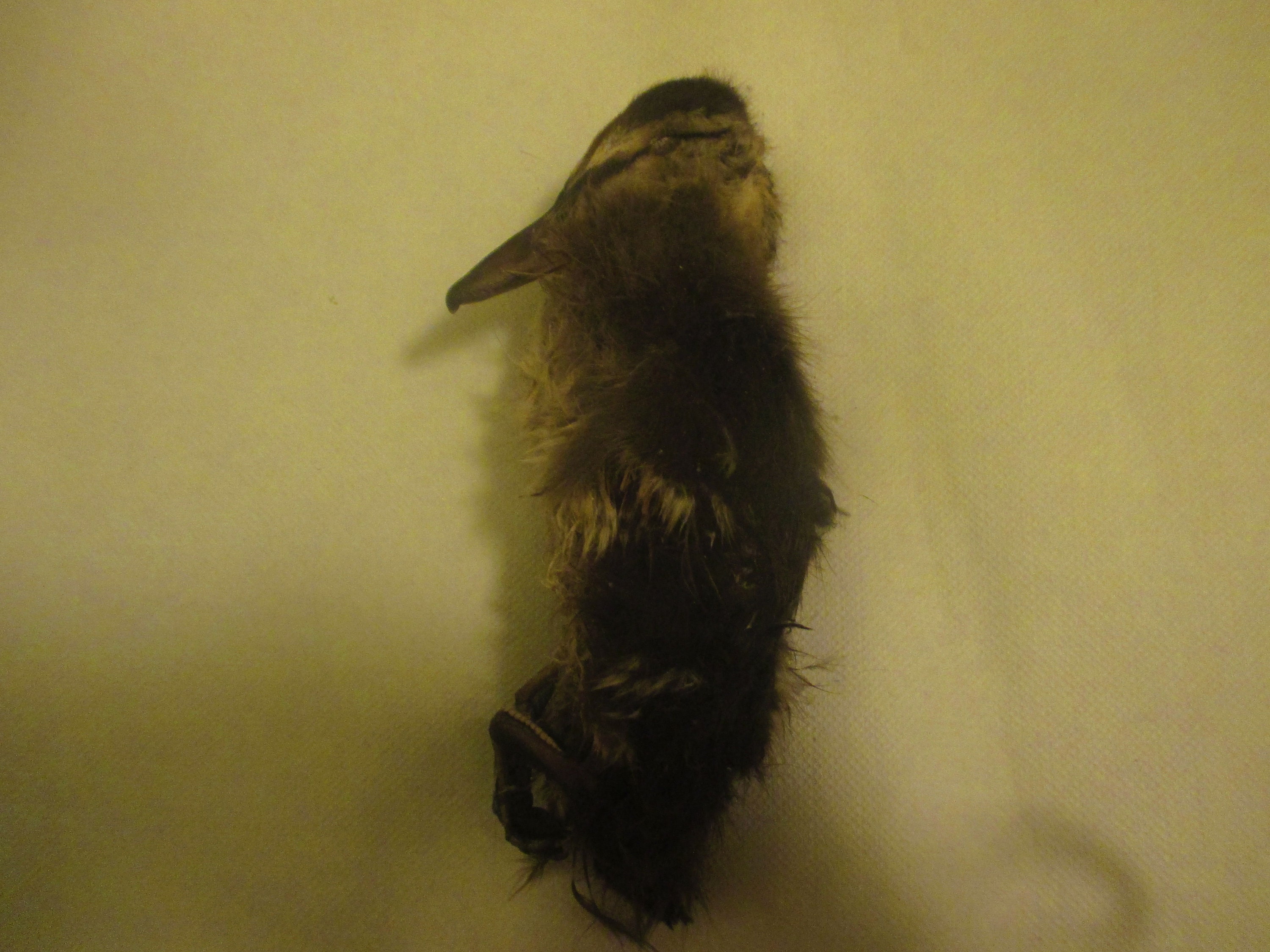 Momie de Canneton Sauvage