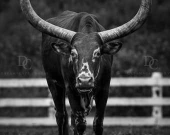 Longhorn Bull, Canvas Print, Longhorn Steer, Farm Animal, Cowboy, Western Wall Art, Home Decor, Fine Art Photography Print, Interior Design