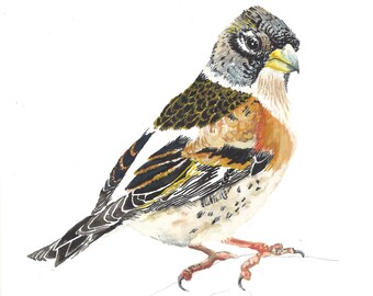 Brambling Bird A5 Watercolour - Original
