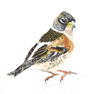 Brambling Bird A5 Watercolour - Original