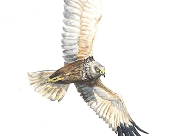 Marsh Harrier Watercolour A5 - Original