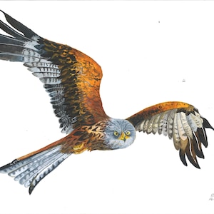 Red Kite Watercolour A5 - Original