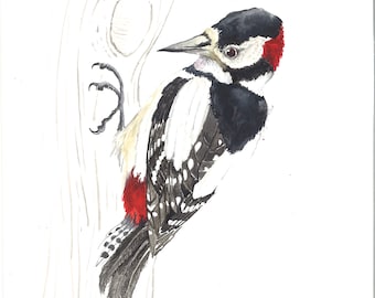 Greater Spotted Woodpecker A5 Watercolour - Original