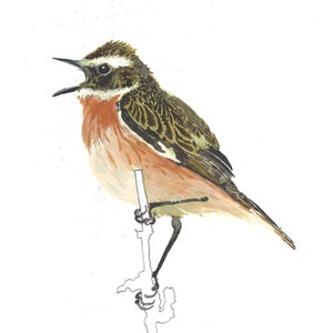 Winchat Watercolour A5 - Original
