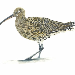 Brachvogel Aquarell A5 - Original