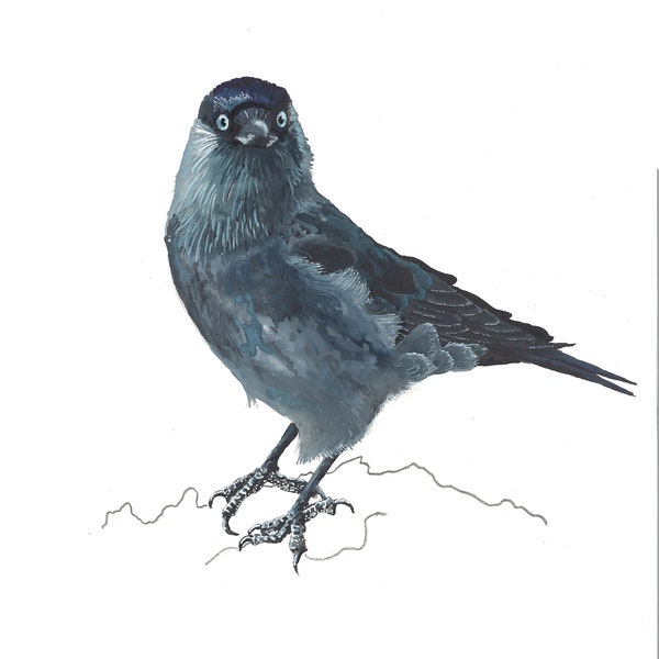 Jackdaw Watercolour A5 - Original