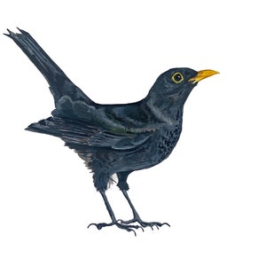 Blackbird watercolour, A5 - Original