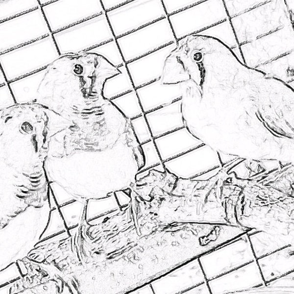 Adult Coloring Page book -3 little birds - finches. ..40% off . Printable...  Instant Download Grayscale Illustration PDF