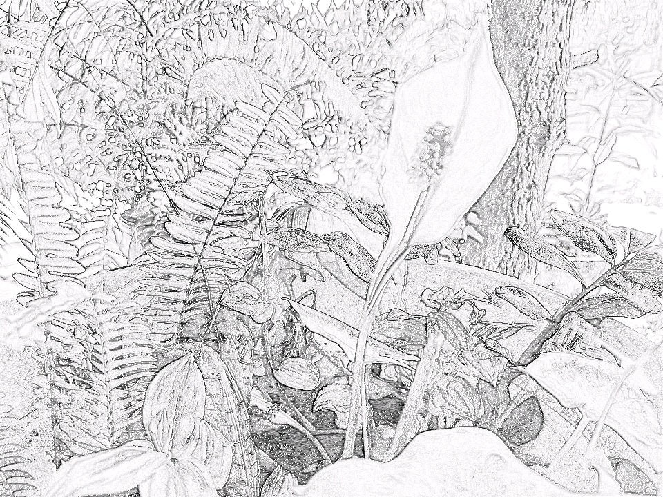 Adult Coloring Page book - nature lover - peace lily. ..40% off . Printable  Instant Download Grayscale Illustration PDF
