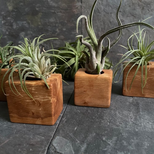 Air Plant Holders,  Handmade Solid Burly Maple,  Plant Stand.