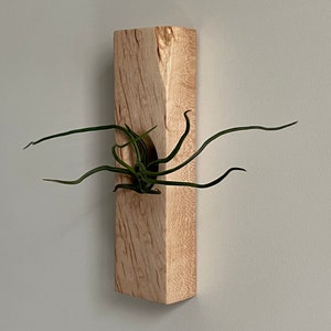 Air Plant Holder,  Handmade Maple Burl