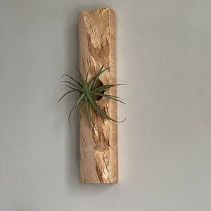 Air Plant Holder.  Maple Burl,  Handmade