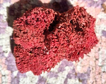 Tubipora Musica Organ-Pipe Coral