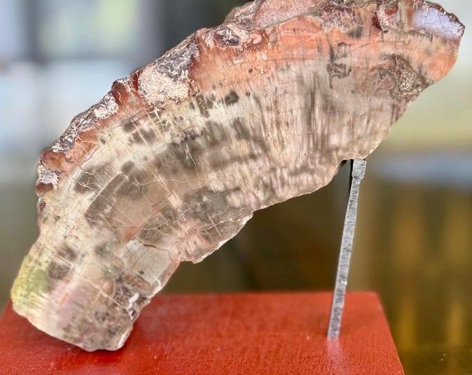 Natural Petrified Wood Slab Paperweight Decor Home Office Desk Tabletop, Art,
