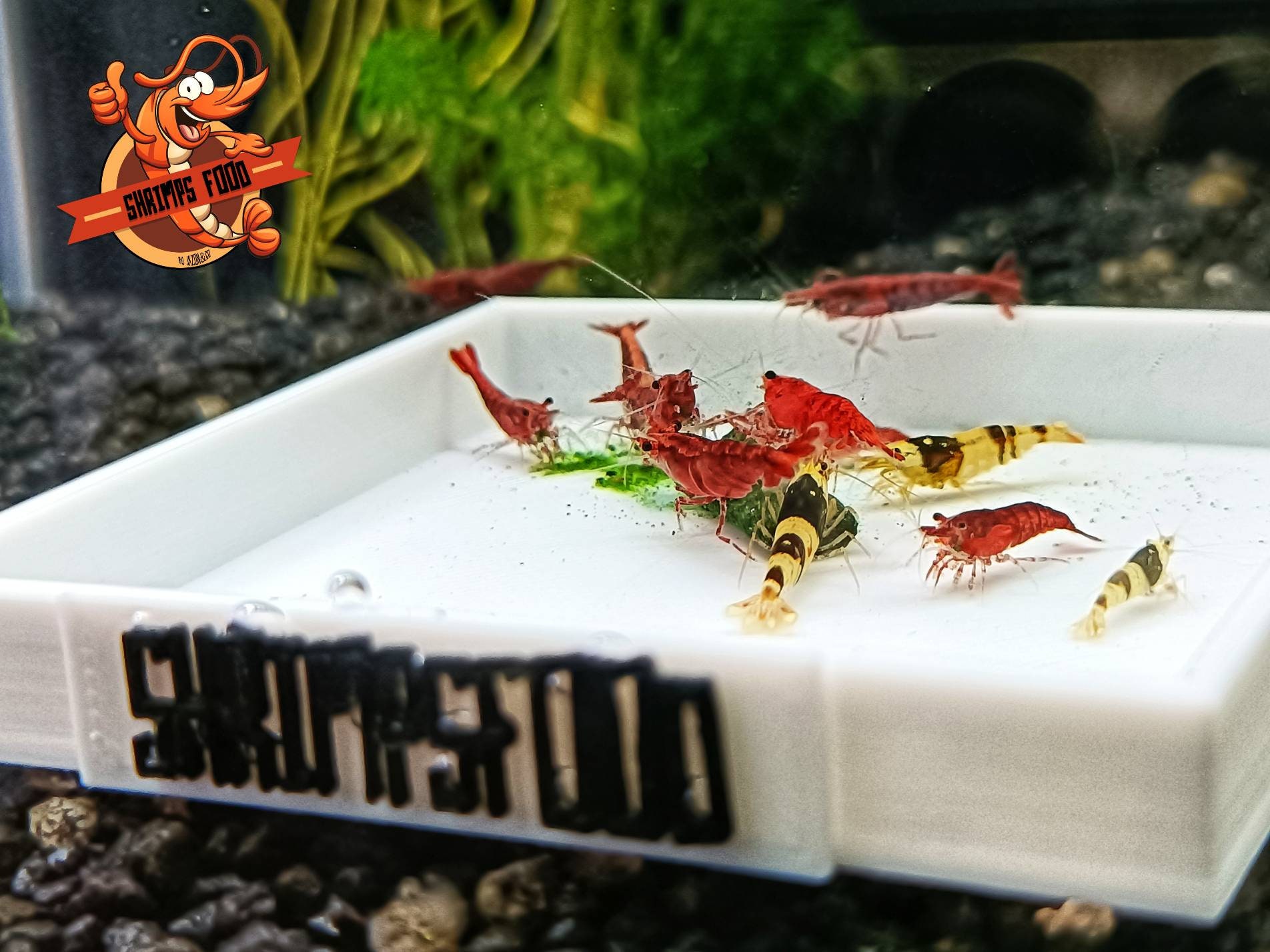 Coupelle de Nourrissage Pour Crevettes Shrimpsfood