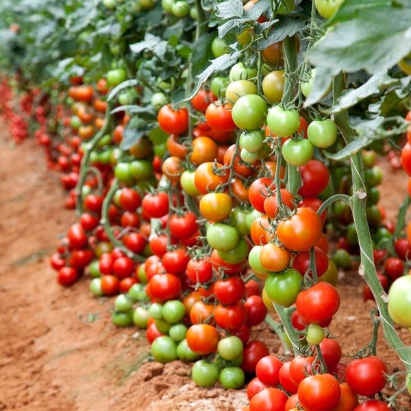 20 Florida Everglades Tomato Seeds. Drought & heat tolerant, disease resistant! Solanum pimpinellifolium Organic Heirloom Tomato Seeds