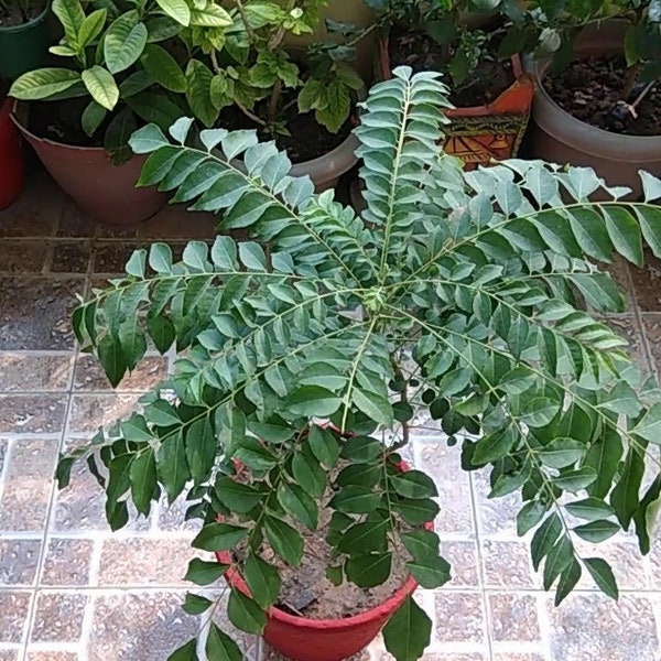 Organic Curry leaf plant, 100% Natural and Pure