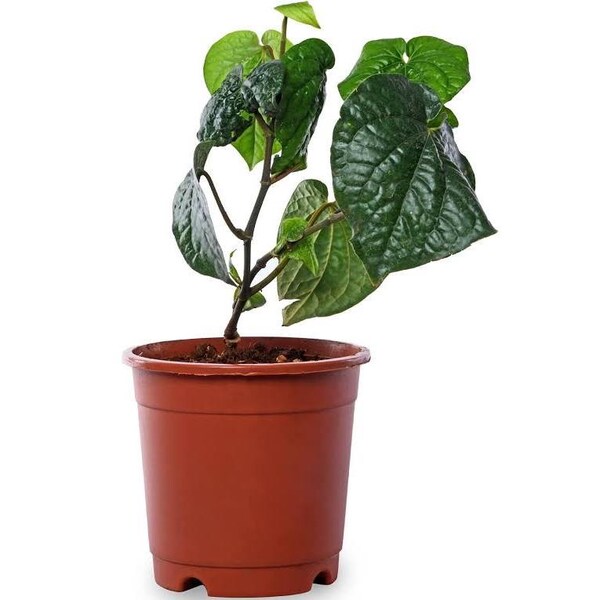 Betel leaf plant, Paan plant ,Piper Betle vine,Barui, Bai Phu healthy root upto 8” in small 4” pot//free shipping
