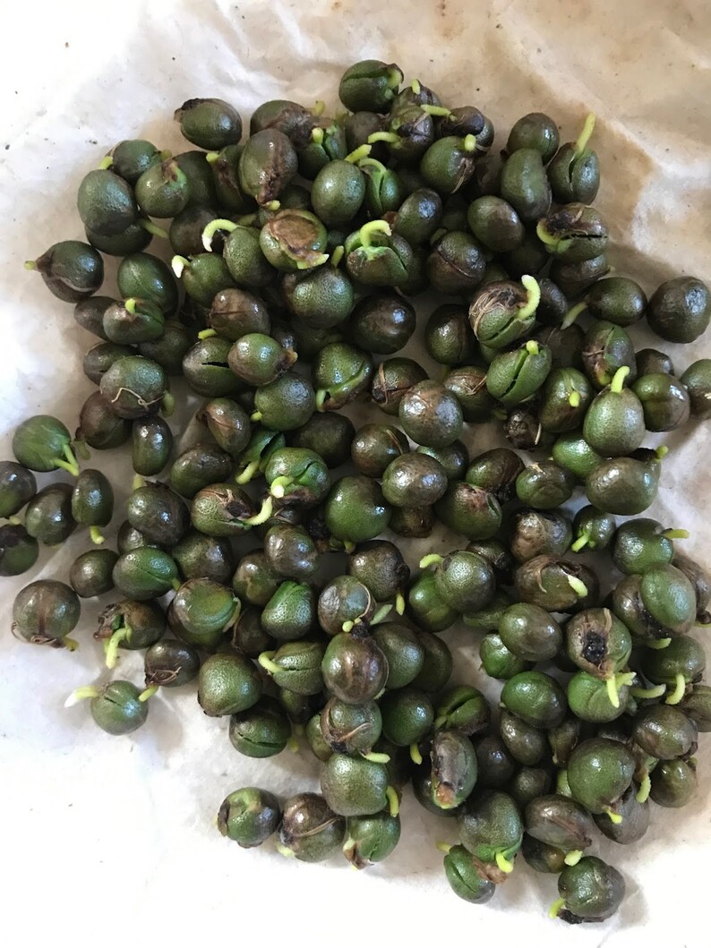 Organic Curry Leaf Seeds, Curry Plant, Herbs, Heirloom Seeds, Non GMO