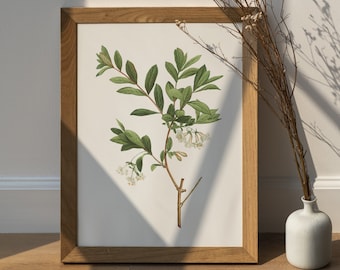Honeysuckle Flower Print: Vintage Botanical Wall Art, June Birth Flower